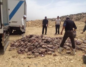 الاخطبوط-المهرب-528x410