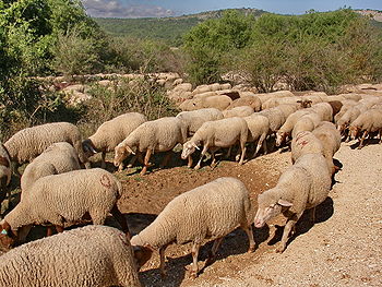 سكان أفلا أنزي يتعقبون في الجبال عناصر الرعي الجائر والسلطات مدعومة بالقوات المساعدة تراقب الوضع تفاديا للمواجهات سكان أفلا أنزي يتعقبون في الجبال عناصر الرعي الجائر والسلطات مدعومة بالقوات المساعدة تراقب الوضع تفاديا للمواجهات