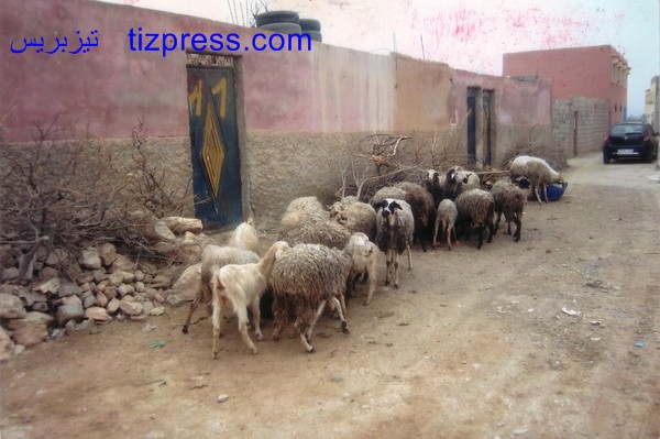 حوش بمدينة تيزنيت، مصدر الروائح الكريهة والذباب والباعوض، يؤرق ساكنة حي بوتيني حوش بمدينة تيزنيت، مصدر الروائح الكريهة والذباب والباعوض، يؤرق ساكنة حي بوتيني