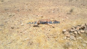 صيد_الغزلان_تافراوت_تهالة_2