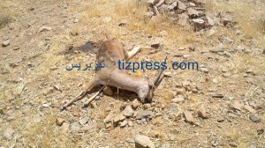 صيد_الغزلان_تافراوت_تهالة_3