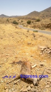 صيد_الغزلان_تافراوت_تهالة_4