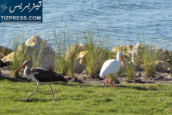 بلدة ماسة.. قطب سياحي طبيعي خصب بإقليم اشتوكة أيت بها بلدة ماسة.. قطب سياحي طبيعي خصب بإقليم اشتوكة أيت بها