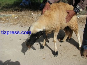 مرض_اللسان_الأزرق_تيزنيت_3