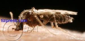 مرض_اللسان_الأزرق_تيزنيت_5