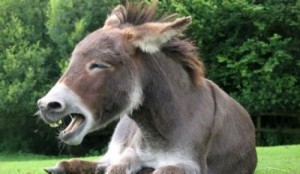 donkey-430x250