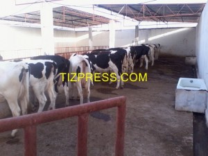 vaches (Copier)