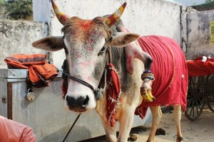 STIAN_FIVE-LEGGED COW_IMAGE001 A FIVE-LEGGED cow has been hailed a miracle after pregnant women who touch its fifth hoof are blessed with baby boys. Raj Pratap's three-year-old male calf, called Raju, has become a sensation in Raipur, India, since a woman with four daughters touched the animal's fifth hoof and begged for her next child to be a boy. When she gave birth to a twins boys in February this year word soon spread that the calf's fifth leg was 'lucky' and pregnant women flocked to 'be blessed' by the animal, which is sacred in India. Since news got out about the lucky fifth hoof, Mr Pratap, a cattle herder, has been swamped by women who pay to touch the hoof - with 30 women so far stumping up around 1,000 rupees, around £10, for the privilege. Amazingly, all 30 women have given birth to boys and Mr Pratap is so confident of his 'miracle calf' that he offers refunds if the baby born is a girl. Please credit Ben Endley with photo, who has given me permission to send out. STIAN ALEXANDER 07529 679198