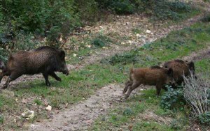 sanglier-3