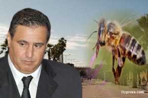 akhnouch -abeille