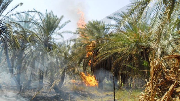 طاطا : حريق يأتي على حوالي 700 نخلة طاطا : حريق يأتي على حوالي 700 نخلة