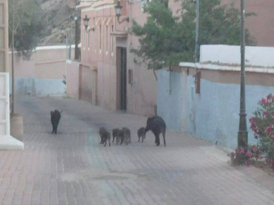 الخنزير البري “الحلوف “يتجول نهارا بالقرب من منزل وزير الفلاحة بمدينة تافراوت الخنزير البري “الحلوف “يتجول نهارا بالقرب من منزل وزير الفلاحة بمدينة تافراوت