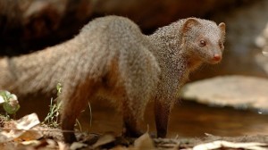 mongoose