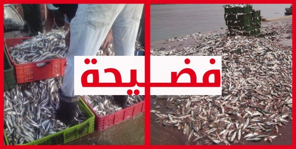 سيدي إيفني: فضيحة على أبواب وزارة أخنوش بعد أن تخلص بحارة من أطنان من السردين