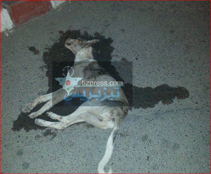 تيزنيت : إحذروا الكلاب الضالة يا ساكنة تيزنيت ….مطاردة كلب «مسعور» وقتله بعد مهاجمته لمواطنين بالمدينة تيزنيت : إحذروا الكلاب الضالة يا ساكنة تيزنيت ….مطاردة كلب «مسعور» وقتله بعد مهاجمته لمواطنين بالمدينة