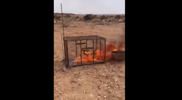 فيديو. شباب خليجيون يحرقون ثعلبا حيا داخل قفص حديدي فيديو. شباب خليجيون يحرقون ثعلبا حيا داخل قفص حديدي