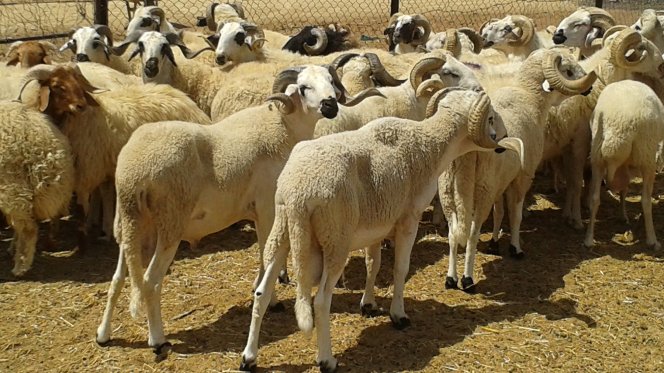 حسابات الأوقاف: عيد الأضحى يوم الأحد 5 أكتوبر المقبل حسابات الأوقاف: عيد الأضحى يوم الأحد 5 أكتوبر المقبل
