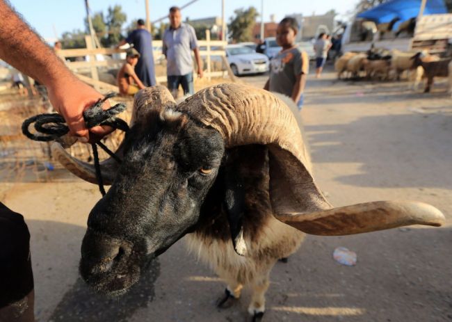 خروف ينطح سيدة ويتسبب لها في الخضوع لعملية جراحية خروف ينطح سيدة ويتسبب لها في الخضوع لعملية جراحية