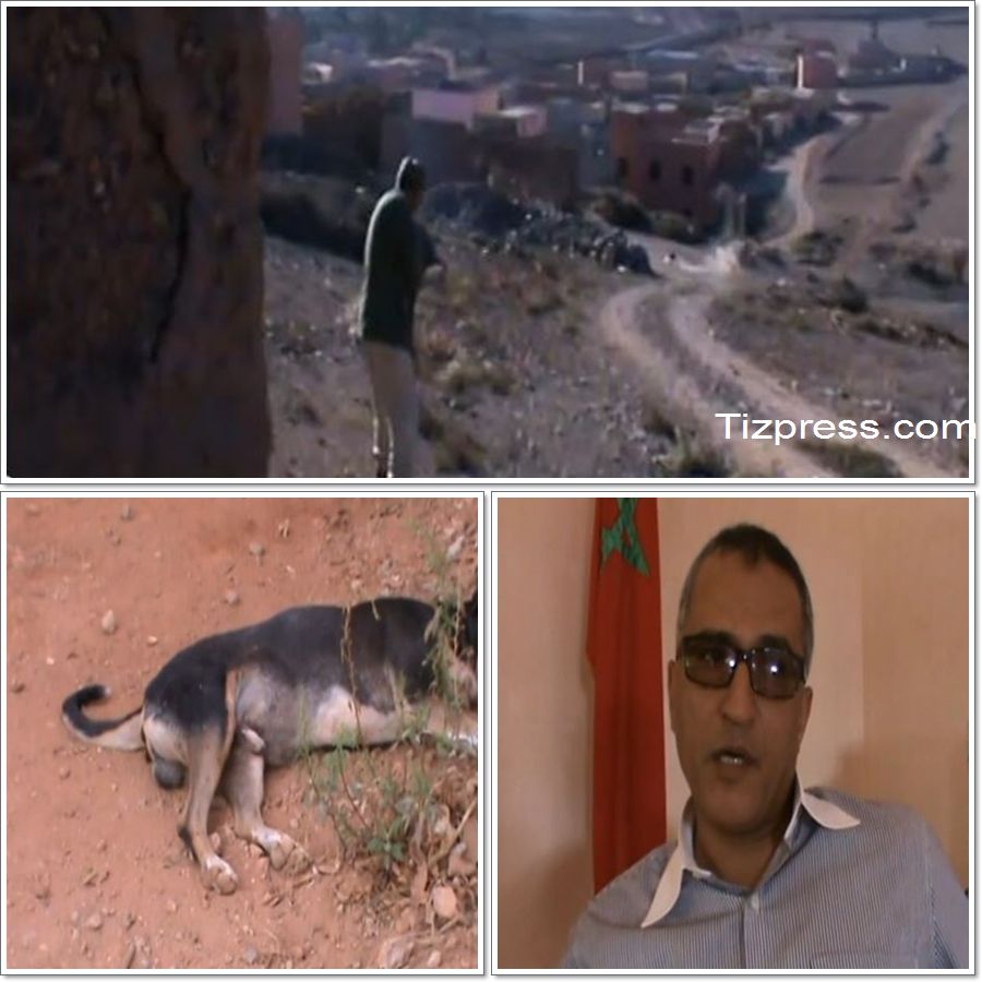بالفيديو : مصالح جماعة اثنين اكلو تباشر حملة للقضاء على الكلاب الضالة بالفيديو : مصالح جماعة اثنين اكلو تباشر حملة للقضاء على الكلاب الضالة
