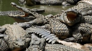 crocfarm40-98678