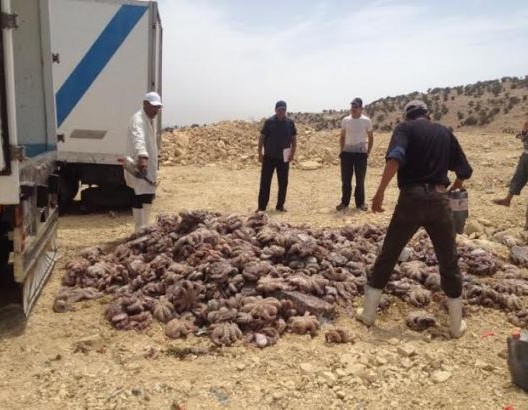 أكادير : ضبط 15 طنا من الأخطبوط المهرب أكادير : ضبط 15 طنا من الأخطبوط المهرب