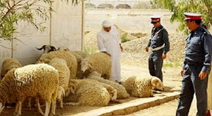 المعدر الكبير : سرقة مواشي بدوار ” سيدي علي “ المعدر الكبير : سرقة مواشي بدوار ” سيدي علي “