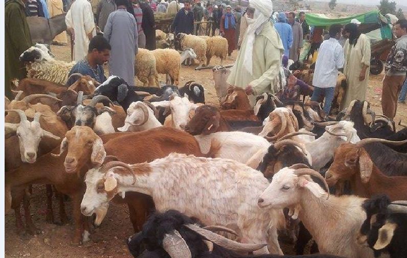 اعتقال نصابين يشتريان الأضاحي بأموال مزورة اعتقال نصابين يشتريان الأضاحي بأموال مزورة
