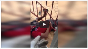 فيديو. ضبط لص علق وهو يحاول الفرارa
