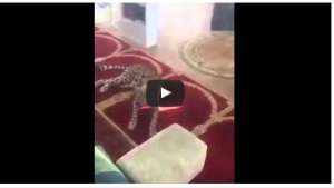 فيديو. نمر يفاجئ المصلين في مسجد بالسعودية _