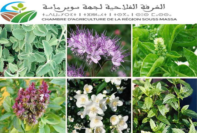 ثمان توصيات هامة في ختام أشغال اليوم الدراسي حول تنمية سلسلة المنتوجات الطبية والعطرية بإقليم تيزنيت ثمان توصيات هامة في ختام أشغال اليوم الدراسي حول تنمية سلسلة المنتوجات الطبية والعطرية بإقليم تيزنيت