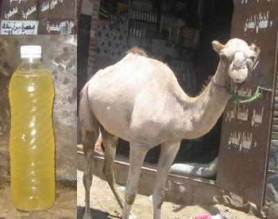 أكادير أوفلا يتحول الى صيدلية لبيع ‘بول’ الإِبل لمعالجة السرطان أكادير أوفلا يتحول الى صيدلية لبيع ‘بول’ الإِبل لمعالجة السرطان