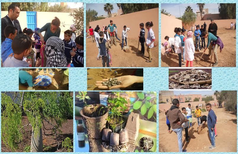تيزنيت : ورشة لتدريب التلاميذ على غرس نبتة شجرة هندية Moringa Oleifera تيزنيت : ورشة لتدريب التلاميذ على غرس نبتة شجرة هندية Moringa Oleifera