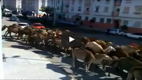 بالفيديو :إبل الرحل تُحول شوارع أكادير الى مراعي