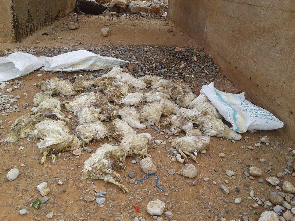 جمعية حماية البيئة – أولاد جرار تدق ناقوس خطر رمي الدجاج النافق قرب التجمعات السكنية جمعية حماية البيئة – أولاد جرار تدق ناقوس خطر رمي الدجاج النافق قرب التجمعات السكنية