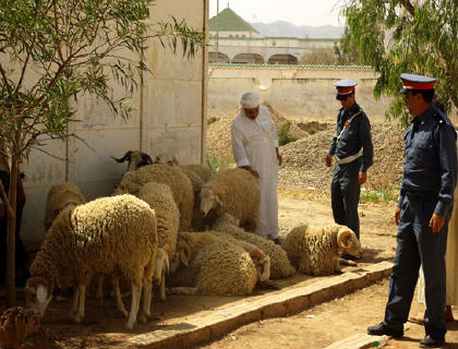 شيشاوة : اعتقال زعيم “الفراقشية” سرق 65 رأسا من الأغنام شيشاوة : اعتقال زعيم “الفراقشية” سرق 65 رأسا من الأغنام