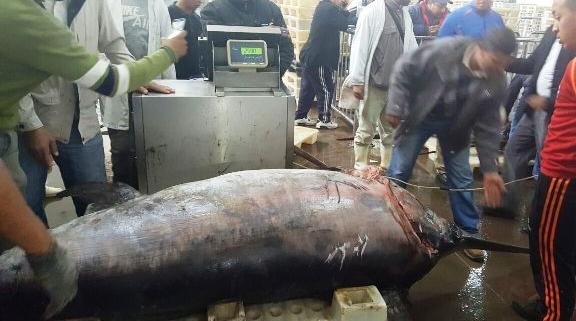 حجز أكثر من نصف طن من سمك أبو سيف بأكادير حجز أكثر من نصف طن من سمك أبو سيف بأكادير