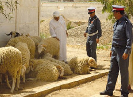 سطو على قطيع ماشية بجماعة الساحل سطو على قطيع ماشية بجماعة الساحل