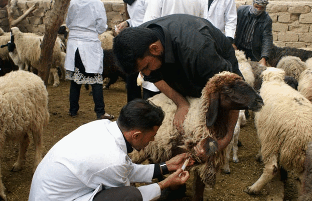 تيزنيت: 25 الف حقنة تصل عمالة اﻻقليم بعد اكتشاف أغنام للرحل مصابة بوباء اللسان الأزرق تيزنيت: 25 الف حقنة تصل عمالة اﻻقليم بعد اكتشاف أغنام للرحل مصابة بوباء اللسان الأزرق