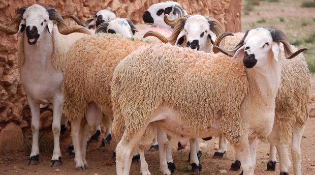 الـ ONSSA : هكذا يمكن الاحتفاء بعيد الأضحى في أحسن الظروف