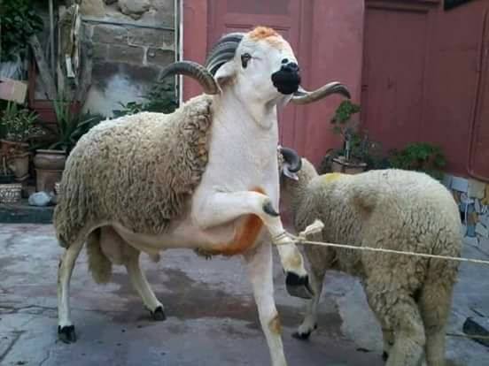 ملح وماء وخميرة.. طرق لغش الأضاحي في سوق المواشي