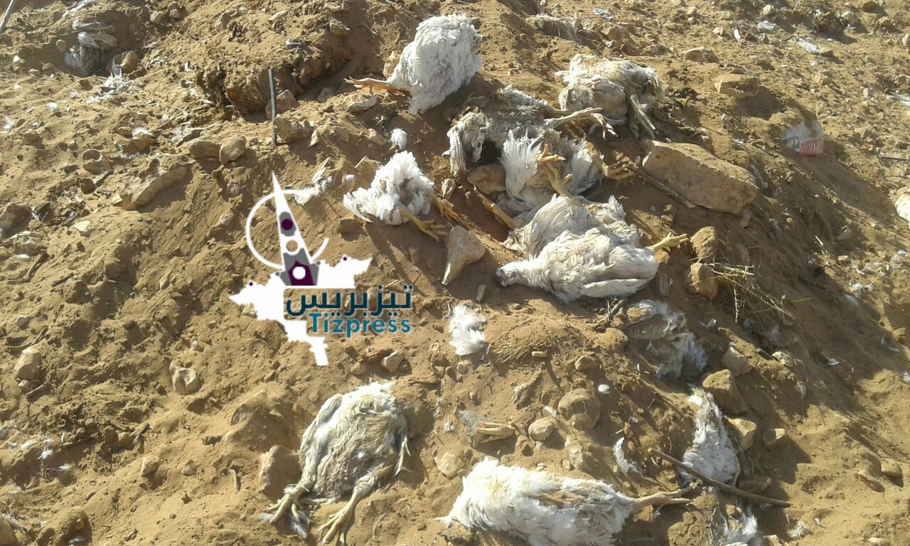 بالصور : نفوق عدد كبير من الدواجن ببلدة انفود بجماعة أكلو وجمعية تدق ناقوس الخطر بالصور : نفوق عدد كبير من الدواجن ببلدة انفود بجماعة أكلو وجمعية تدق ناقوس الخطر