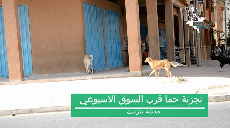 قطعان من الكلاب الضالة تجوب شوارع تيزنيت