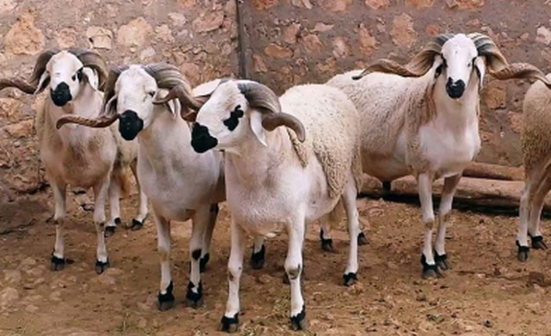 مع إقتراب عيد الأضحى …فراقشية يسرقون قطيع أغنام بدوار إدلحوزم بجماعة أيت إسفن مع إقتراب عيد الأضحى …فراقشية يسرقون قطيع أغنام بدوار إدلحوزم بجماعة أيت إسفن