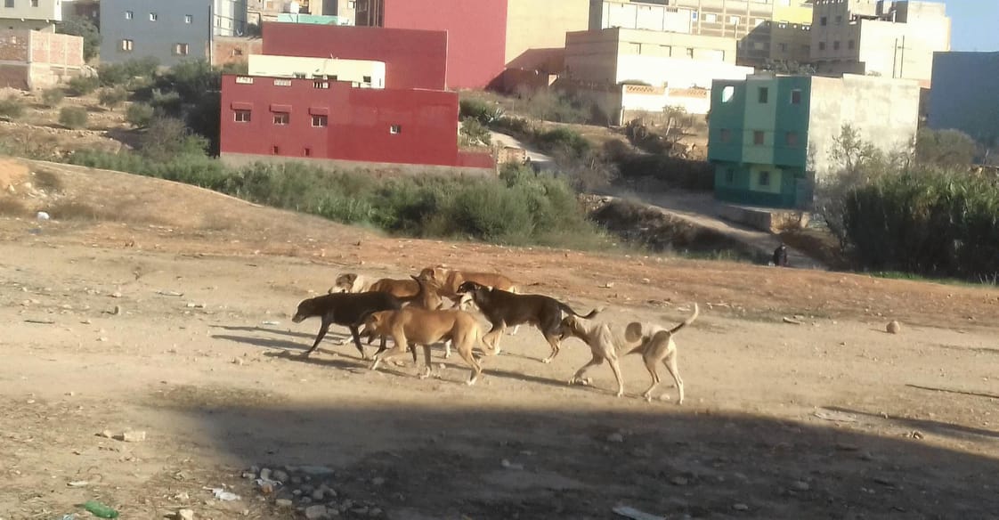 وسط مطالب بالتدخل … الكلاب الضالة تنتشر بأولاد جرار وسط مطالب بالتدخل … الكلاب الضالة تنتشر بأولاد جرار
