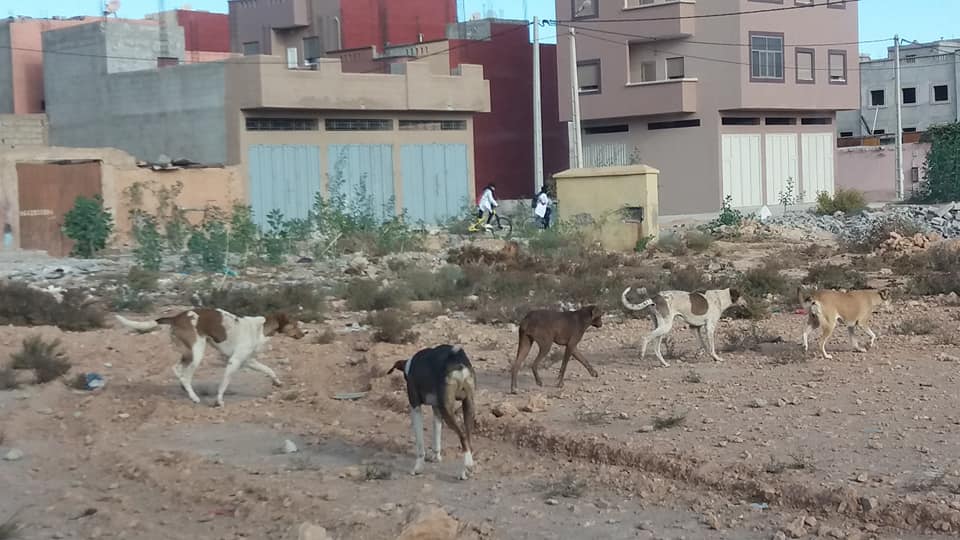 تيزنيت : تلميذة بمدرسة “ابن حزم” تنجو بأعجوبة من هجوم 30 كلب جائع !! تيزنيت : تلميذة بمدرسة “ابن حزم” تنجو بأعجوبة من هجوم 30 كلب جائع !!