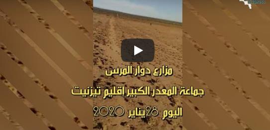 المعدر الكبير : فيديو ..جحافل أغنام الرعاة الرحل تهاجم مزارع سكان دوار ” المرس ” وتخلّف خسائر كبيرة المعدر الكبير : فيديو ..جحافل أغنام الرعاة الرحل تهاجم مزارع سكان دوار ” المرس ” وتخلّف خسائر كبيرة