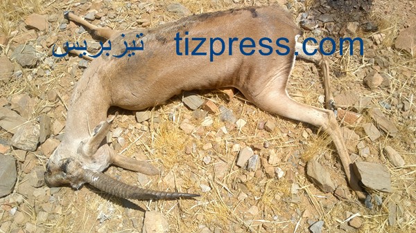 طاطا : القبض على شخصين وبحوزتهما لحوم غزلان طاطا : القبض على شخصين وبحوزتهما لحوم غزلان