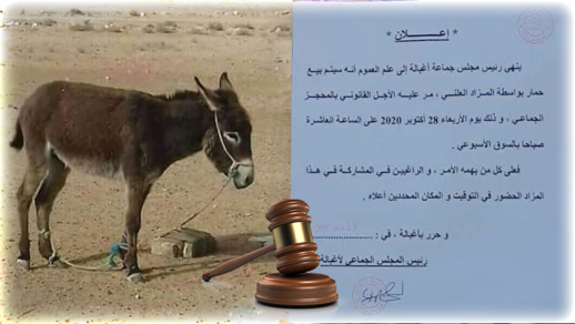 مجلس جماعي يعرض حمارا للبيع في مزاد علني ويثير موجة من السخرية مجلس جماعي يعرض حمارا للبيع في مزاد علني ويثير موجة من السخرية