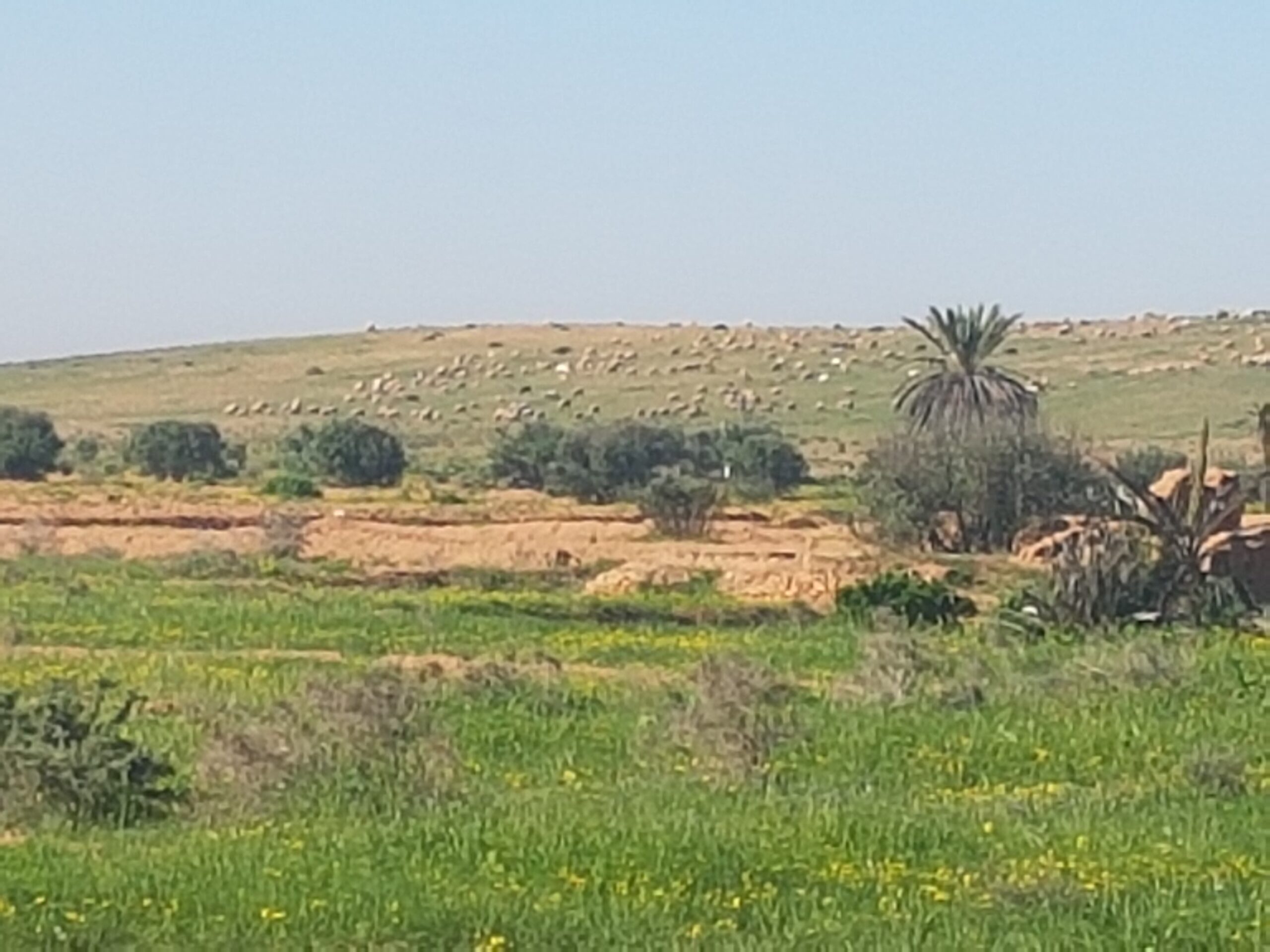 ارسموكن : اعتداء بالحجارة و السرقة ..هجوم الرعاة الرحل على عدد من مزارع السكان يثير استياء وغضب الساكنة ارسموكن : اعتداء بالحجارة و السرقة ..هجوم الرعاة الرحل على عدد من مزارع السكان يثير استياء وغضب الساكنة