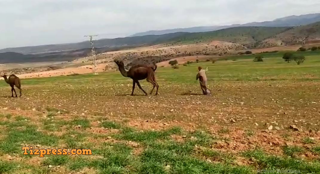 ارسموكن : تواصل اعتداءات الرعاة الرحل على مغروسات ساكنة منطقة “بيشواريين” و ” توبزيكت ” ( + فيديو ) ارسموكن : تواصل اعتداءات الرعاة الرحل على مغروسات ساكنة منطقة “بيشواريين” و ” توبزيكت ” ( + فيديو )
